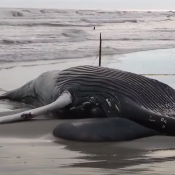 The Real Price Of Green Energy: Dead Whales Possibly Linked To Wind Project