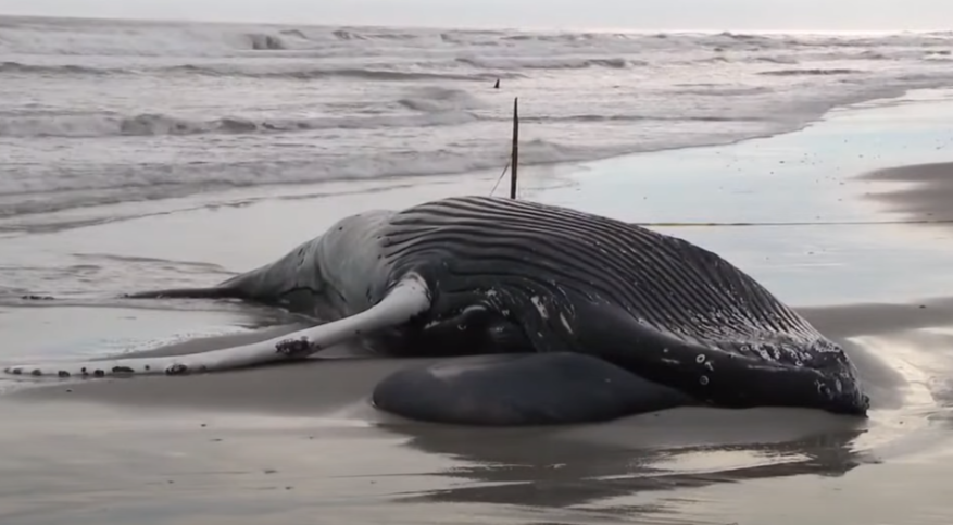 The Real Price Of Green Energy: Dead Whales Possibly Linked To Wind Project