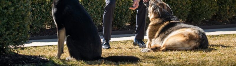Biden is Having Dog Trouble Again