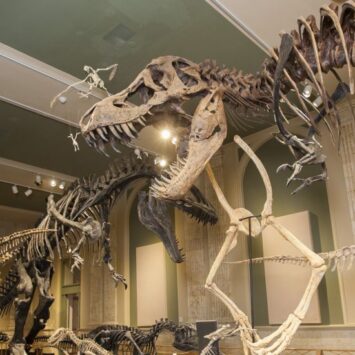 Scientists Call For Overhaul, Want To Rename Dinosaurs