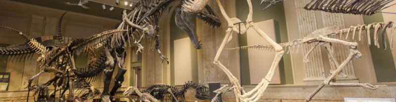Scientists Call For Overhaul, Want To Rename Dinosaurs