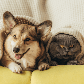 Report Examines Pets