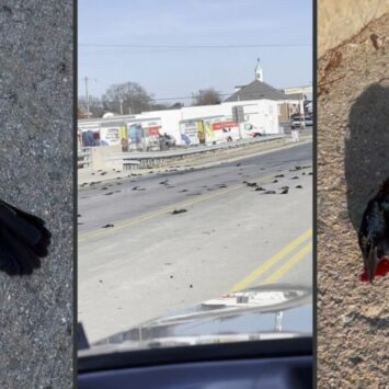 Virginia Wildlife Officials Investigate Dead Birds