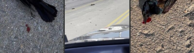 Virginia Wildlife Officials Investigate Dead Birds