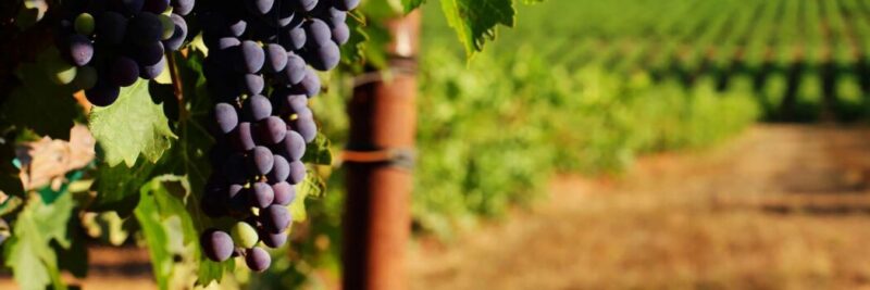 The Sad Reason California’s Wine Industry Is Dying