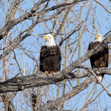More Bald Eagles Found Dead