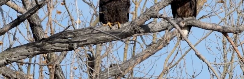 More Bald Eagles Found Dead